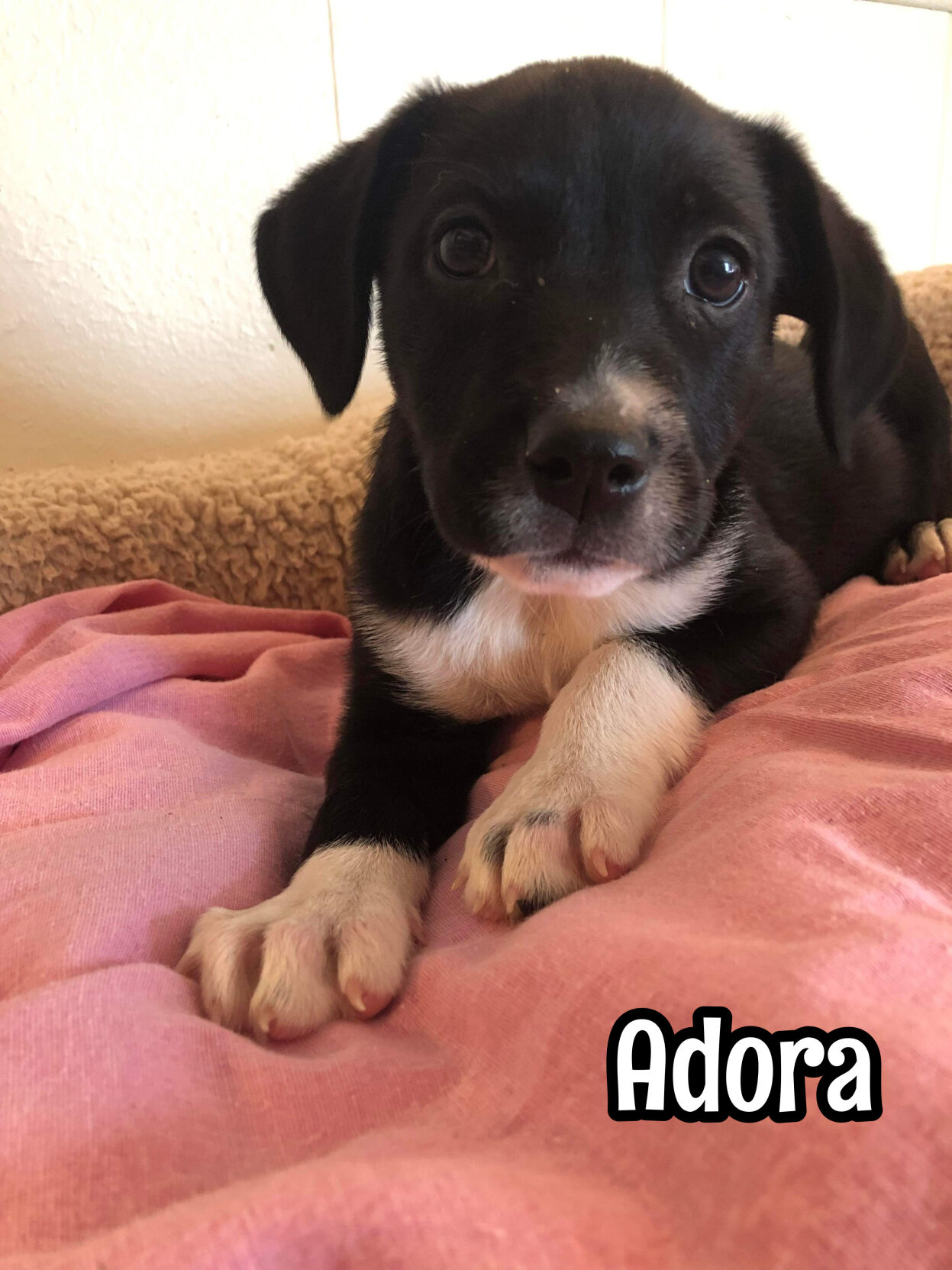 Adora